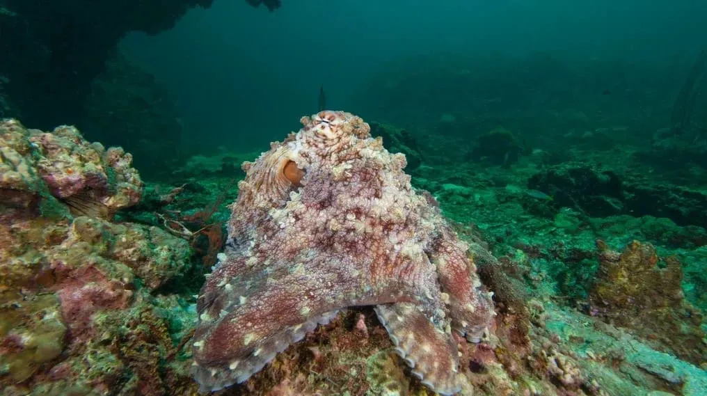 Image source: Can Octopuses Change Color? Discover Their Amazing Superpower! By Emily Kline at https://becausetees.com/