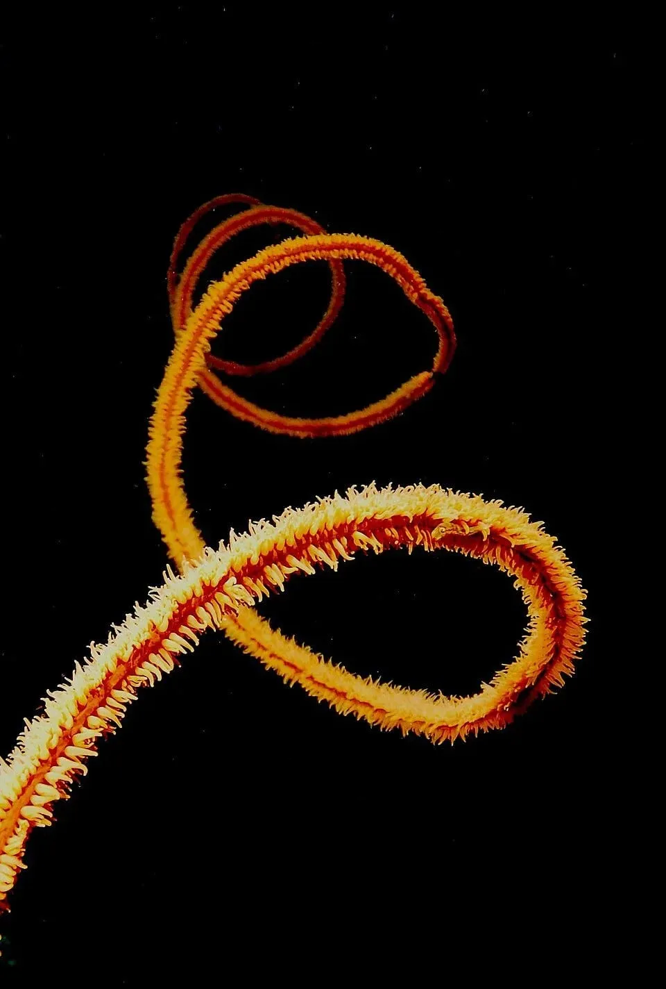 Cirrhipathes sp. Image source: https://fr.wikipedia.org/wiki/Cirrhipathes