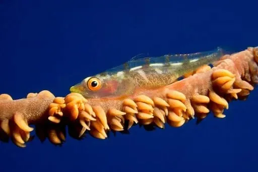 Bryaninops yongei Image source: https://www.inaturalist.org/guidetaxa/2606670
