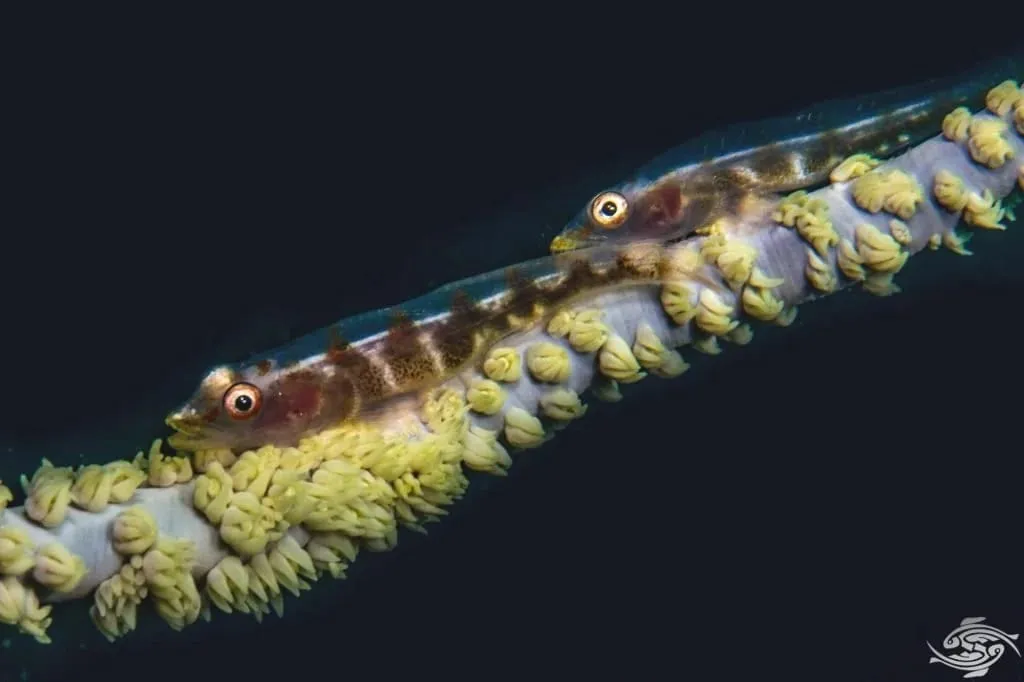 Bryaninops yongei Photography by: Alan Sutton at www.seaunseen.com
