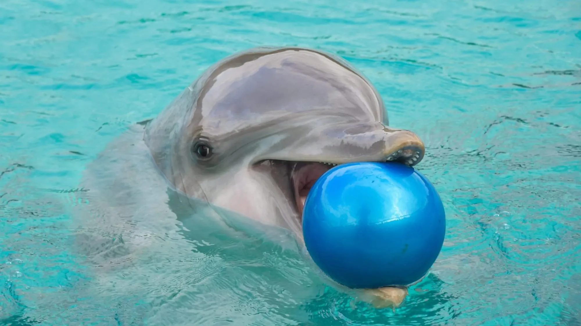 Cetaceans (dolphins, whales, and porpoises) have been documented around the world playing with a surprisingly wide variety