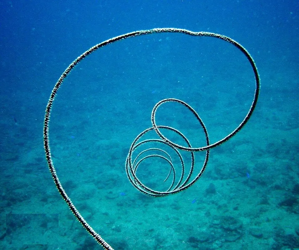 Cirrhipathes sp. Image source: https://commons.wikimedia.org/wiki/File:Cirrhipathessp-coral-wire-groovy.jpg