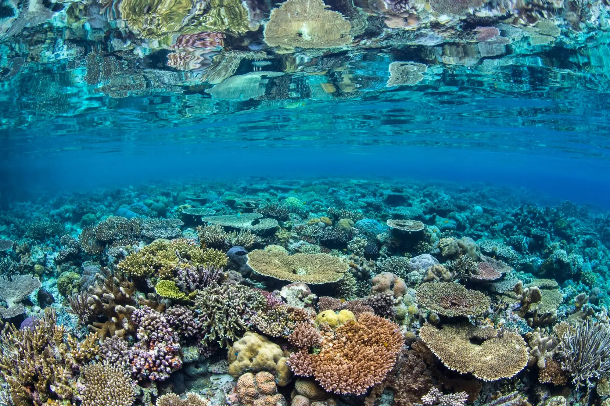 Underwater view of a colorful coral reef with various coral formations and clear blue water.