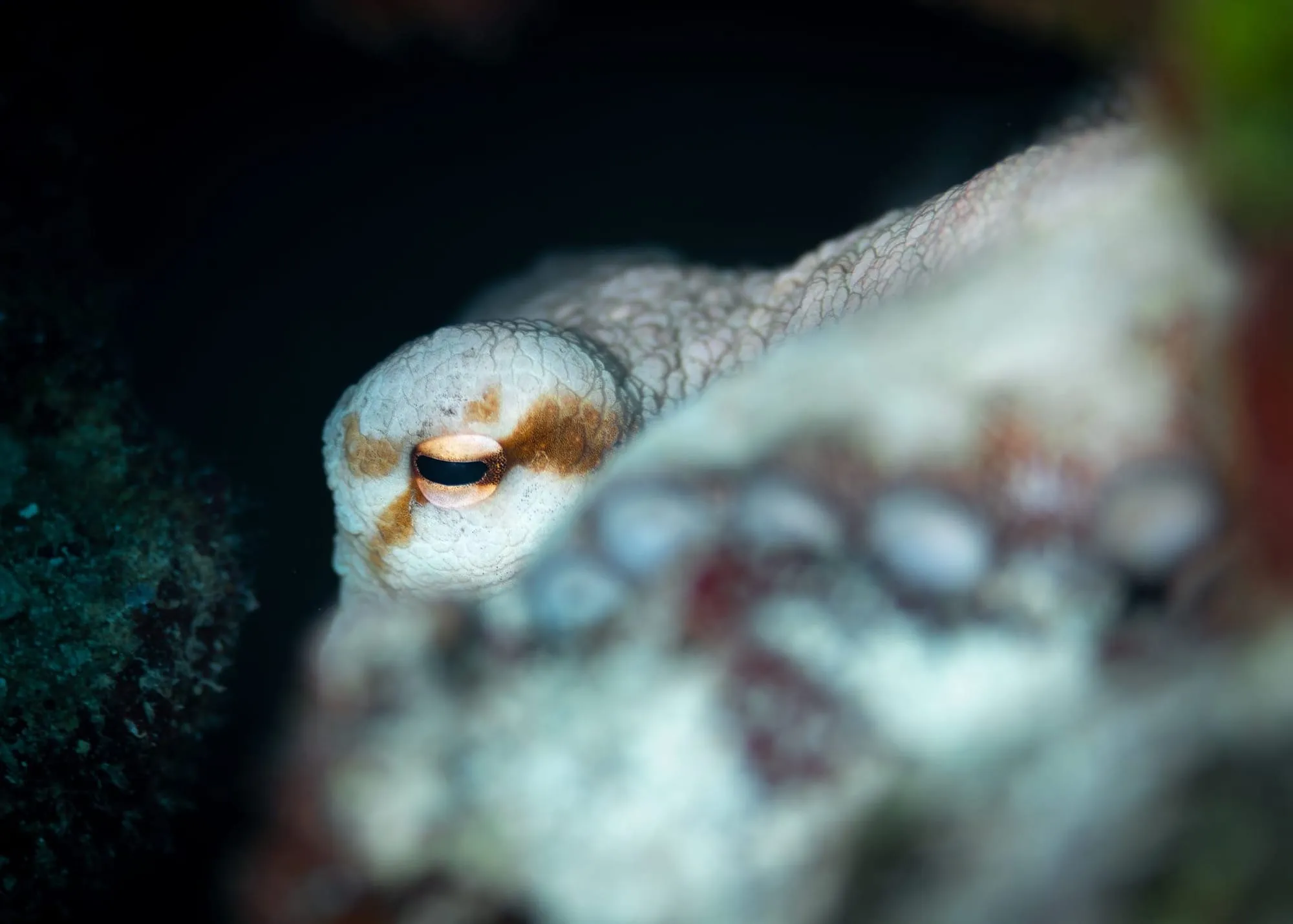 Photography by: Connor Holland / Ocean Image Bank