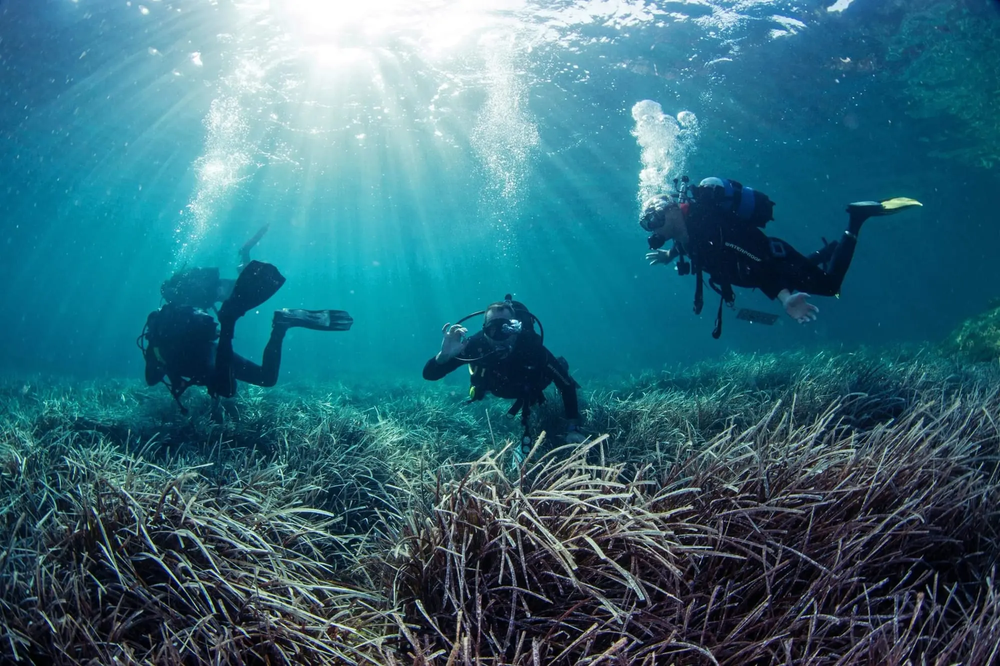 Three scuba divers explore an underwater scene with sunlight streaming through the water onto sea grass.