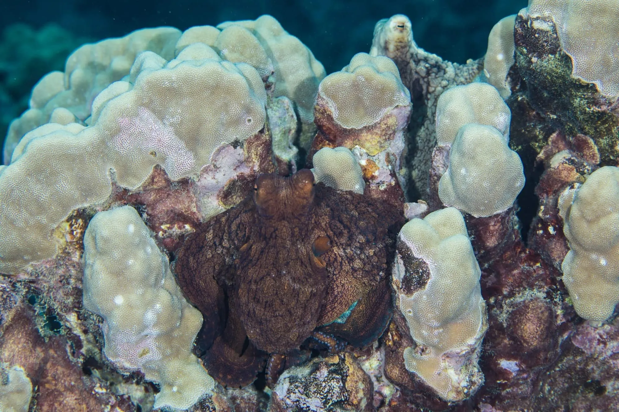 Photography by: Kimberly Jeffries / Ocean Image Bank