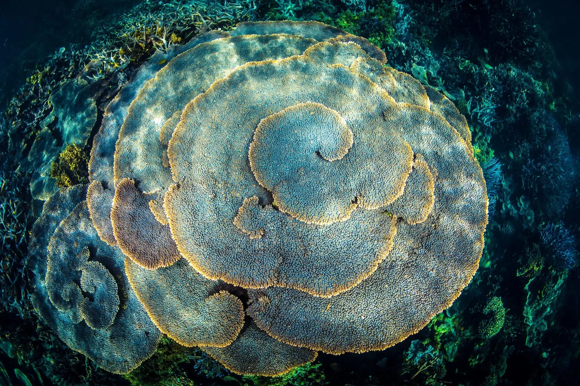 A large, spiral-shaped coral with blue and beige hues, closely packed with tiny, textured polyps.