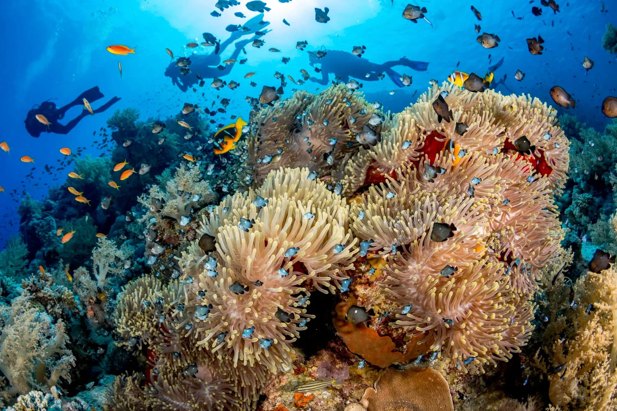 Diverse marine life with colorful fish over vibrant coral and anemones; three divers explore the clear, sunlit water above them.