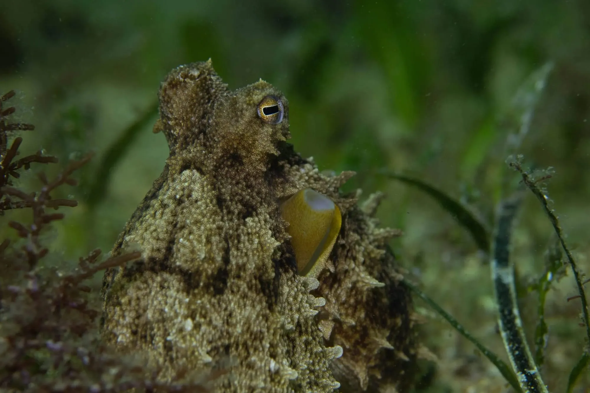 Photography by: Stefan Andrews / Ocean Image Bank