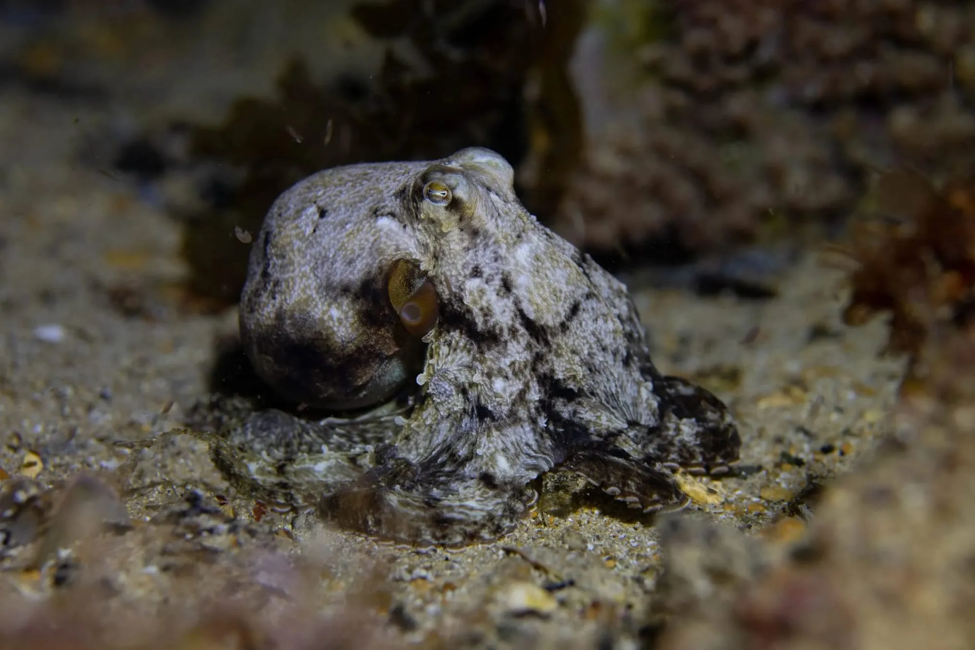 Photography by: Stefan Andrews / Ocean Image Bank