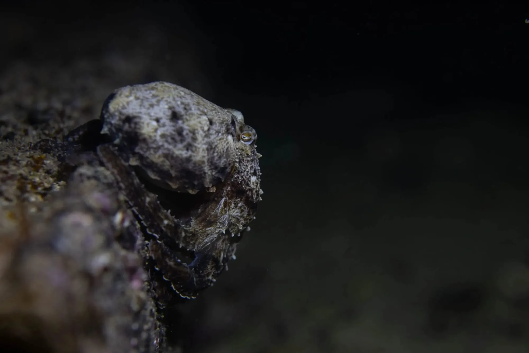 Photography by: Stefan Andrews / Ocean Image Bank