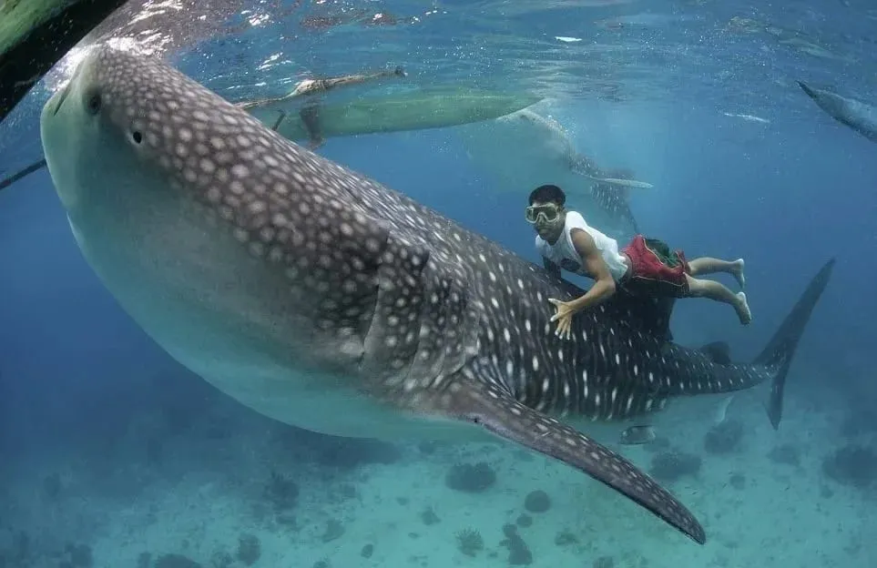 Instead of diving deep, migrating, or avoiding vessels, Oslob's whale sharks actively swim toward boat hulls. This