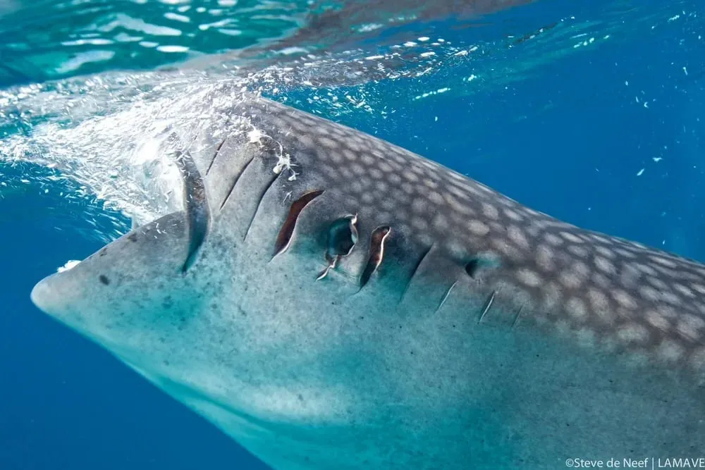 In the wild, a whale shark's diet is diverse, consisting of over a dozen varieties of nutrient-rich wild plankton. The chum