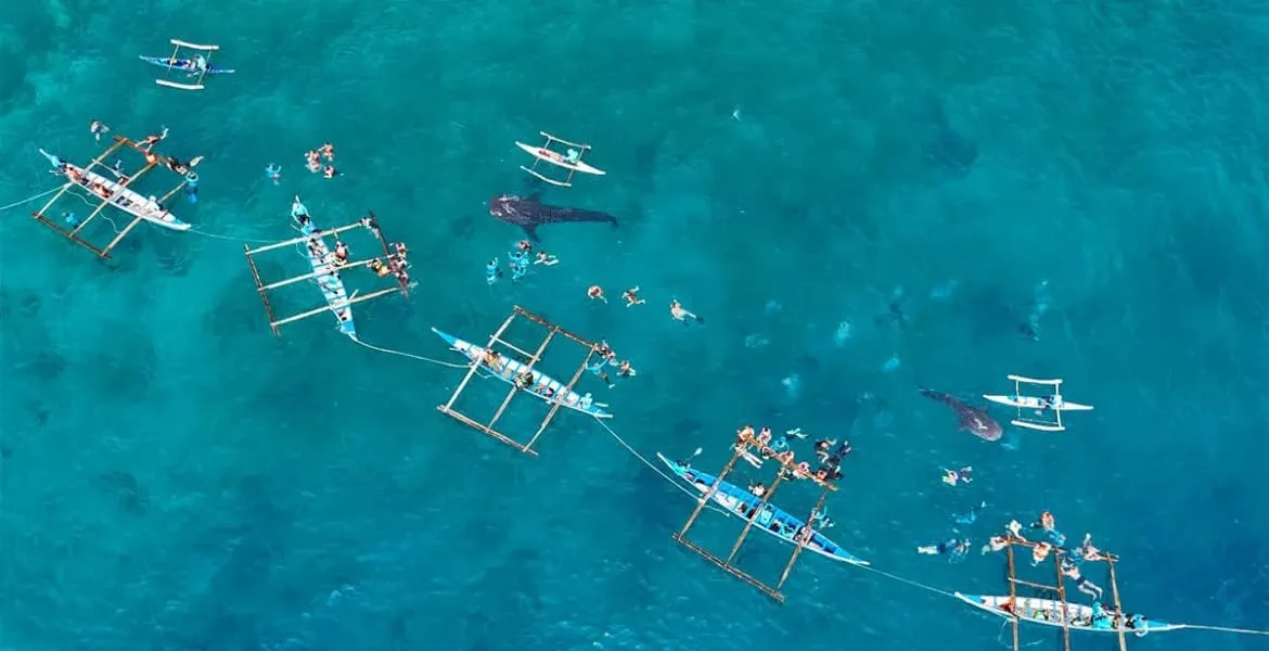 It is easy for international conservationists to demand an immediate shutdown of Oslob's tourism operations. However, a