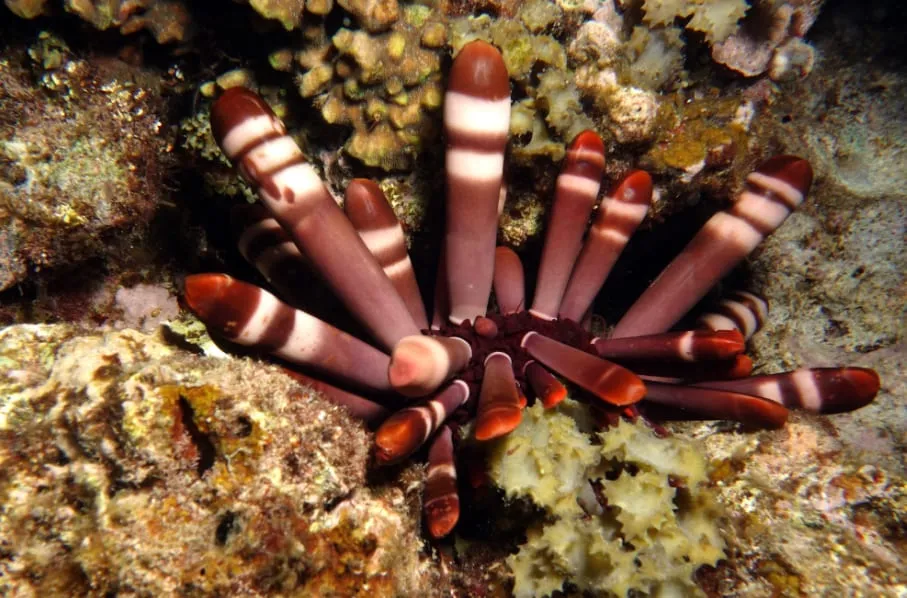 Image source: https://www.inaturalist.org/taxa/348239-Heterocentrotus-mamillatus
