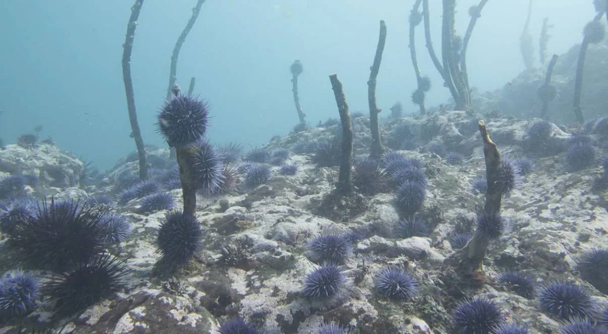 Image source: https://oregonmarinereserves.com/2019/10/24/urchins/
