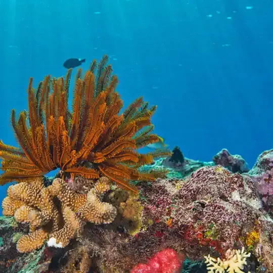 The 50 Reefs Initiative