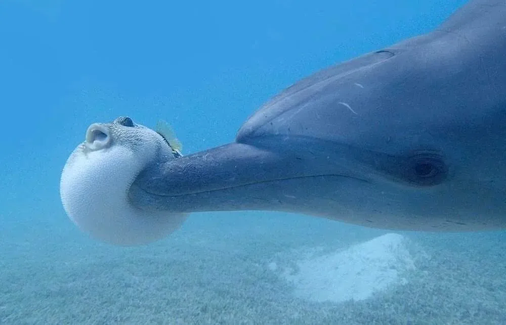 In 2013, young bottlenose dolphins were filmed gently manipulating a pufferfish and passing it between individuals. The