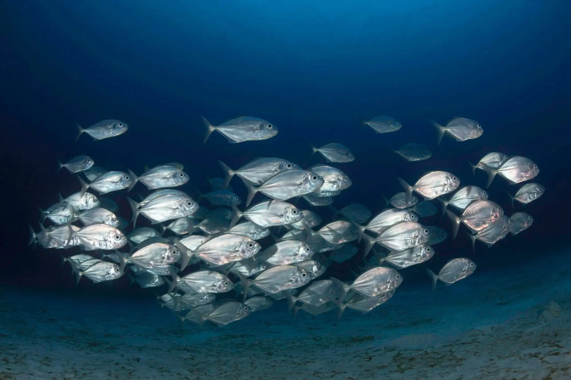 A school of silver fish swims calmly in the deep blue ocean above a sandy seabed.