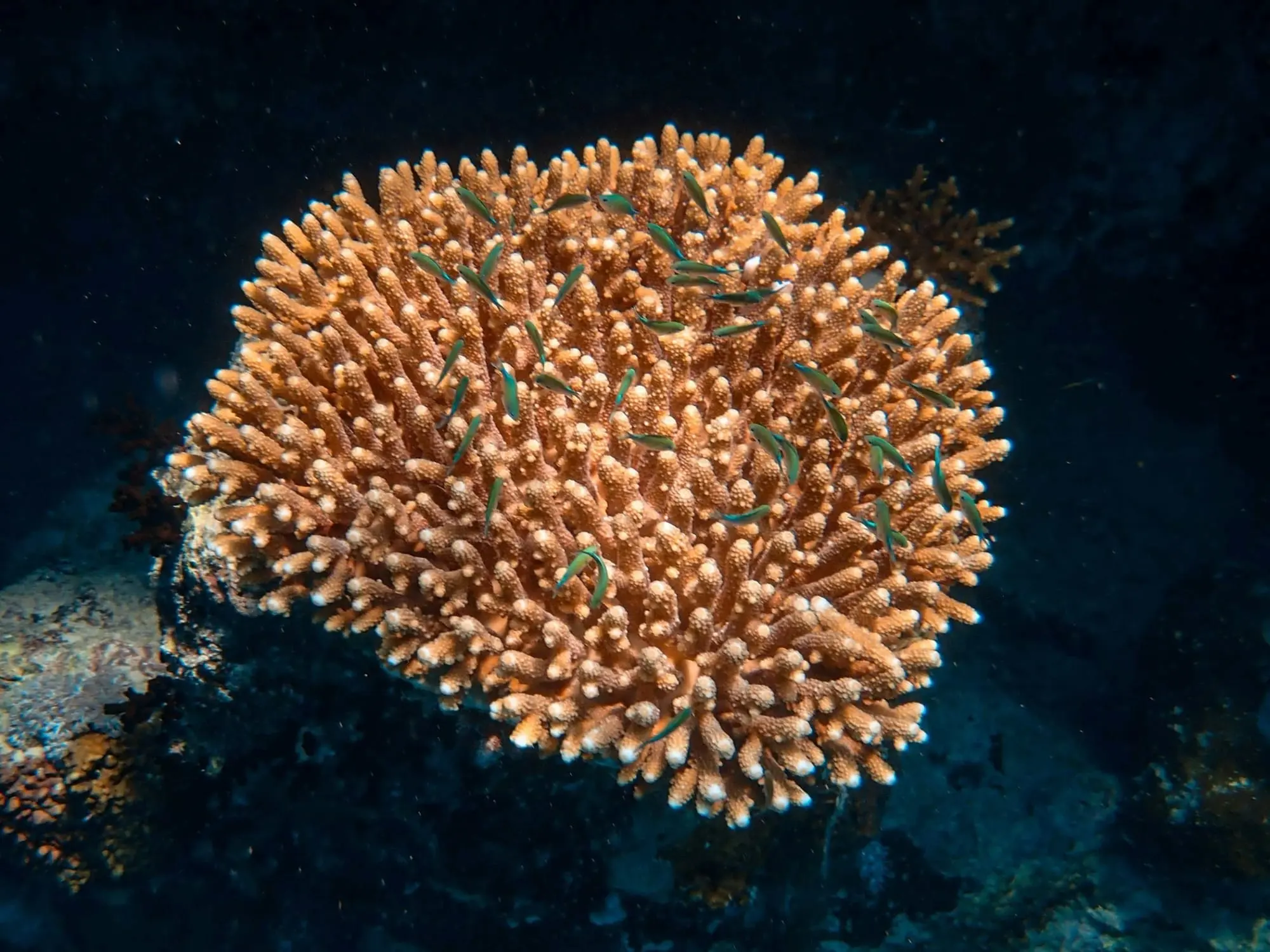 A cluster of brown coral with small, vibrant green fish swimming around it.