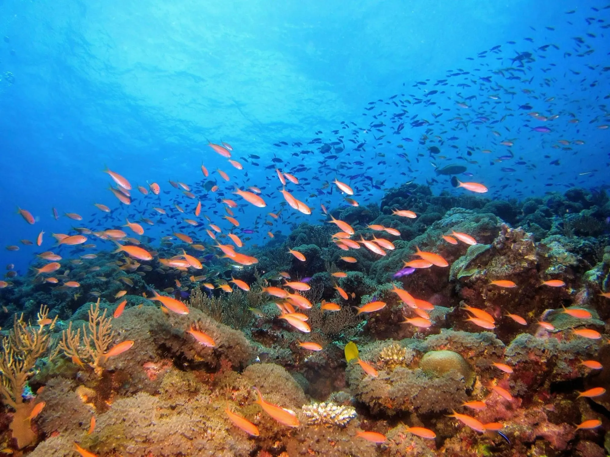 Fishes in the sea.