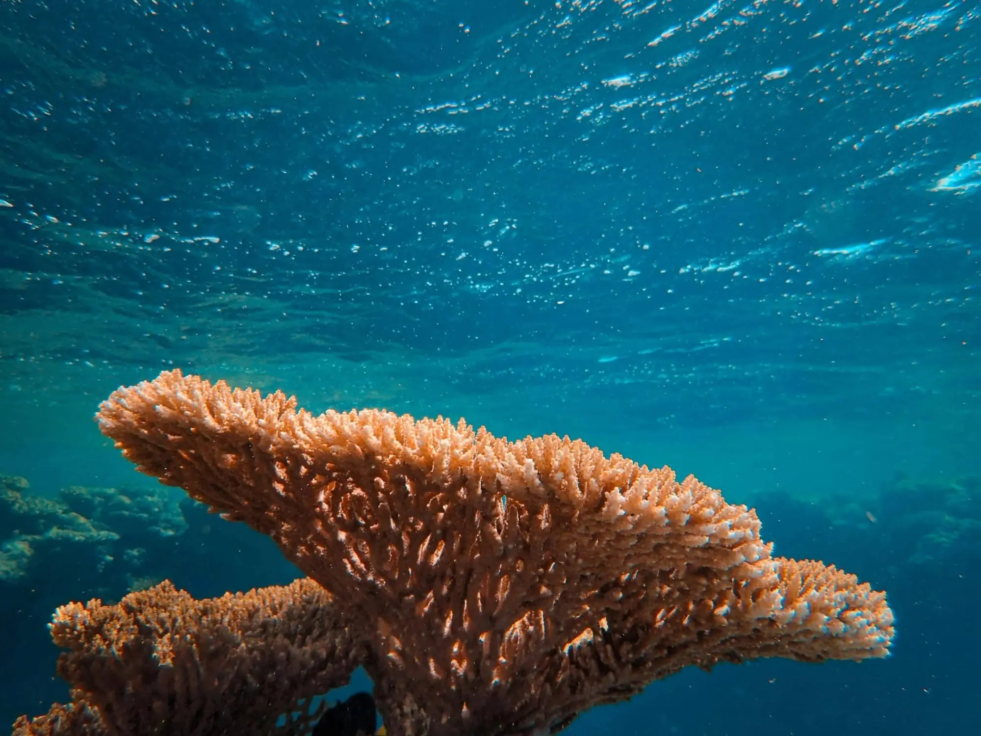 Close-up of a vibrant coral formation underwater, with a rich blue ocean backdrop.