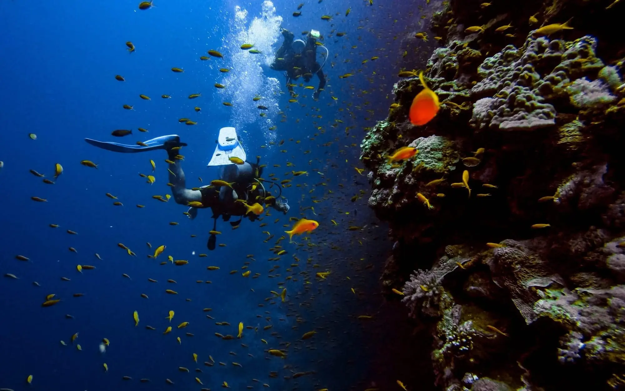 Diver swimming near a coral reef surrounded by small yellow and orange fish in the ocean.
