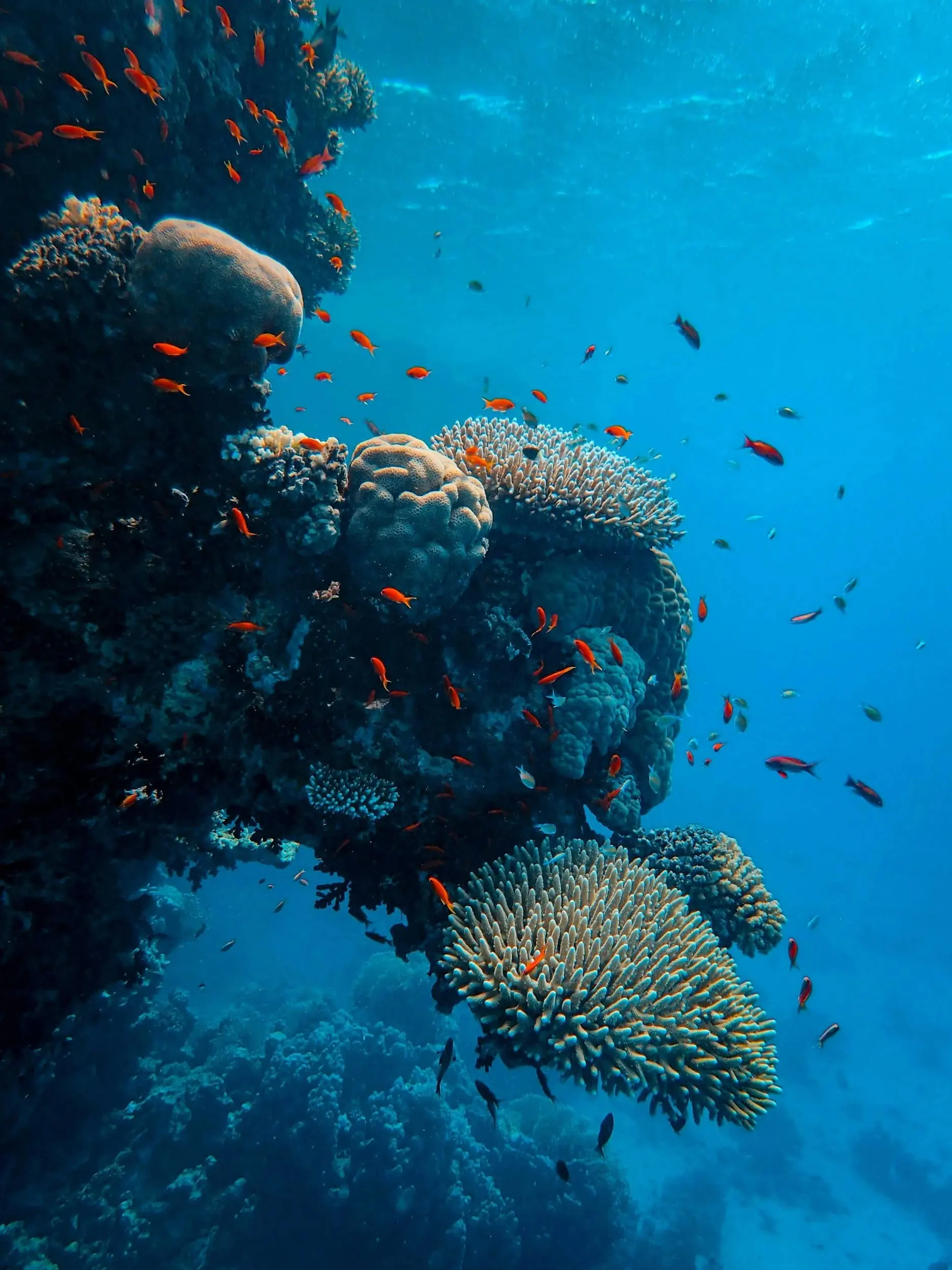 Sunlight filtering through clear ocean water over a reef.