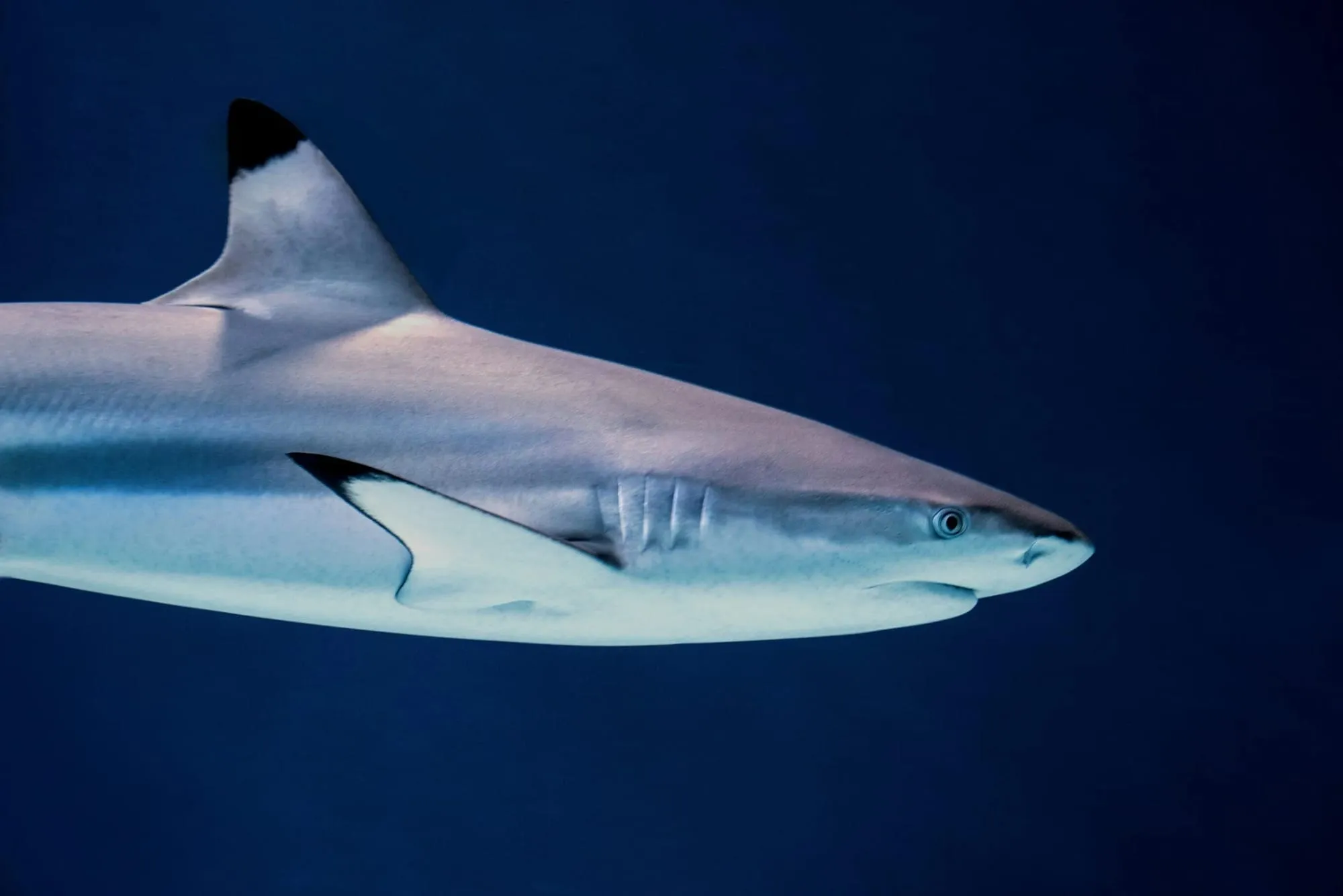 Let’s go on a deep dive into the fascinating world of sharks and you might just learn something about them that you never