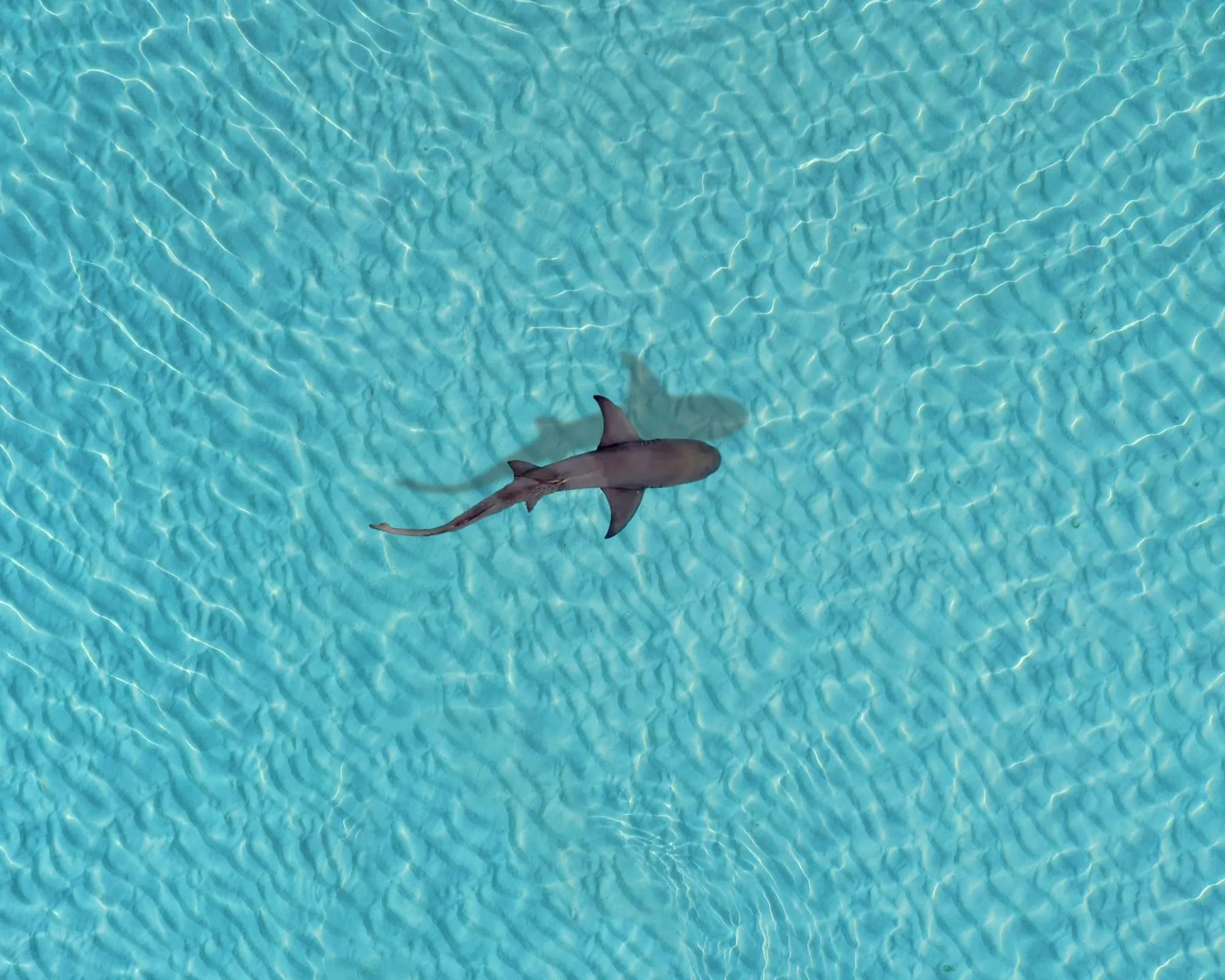 Some species of sharks can emit a bioluminescent glow, such as the lantern shark and kitefin shark, both of which are found