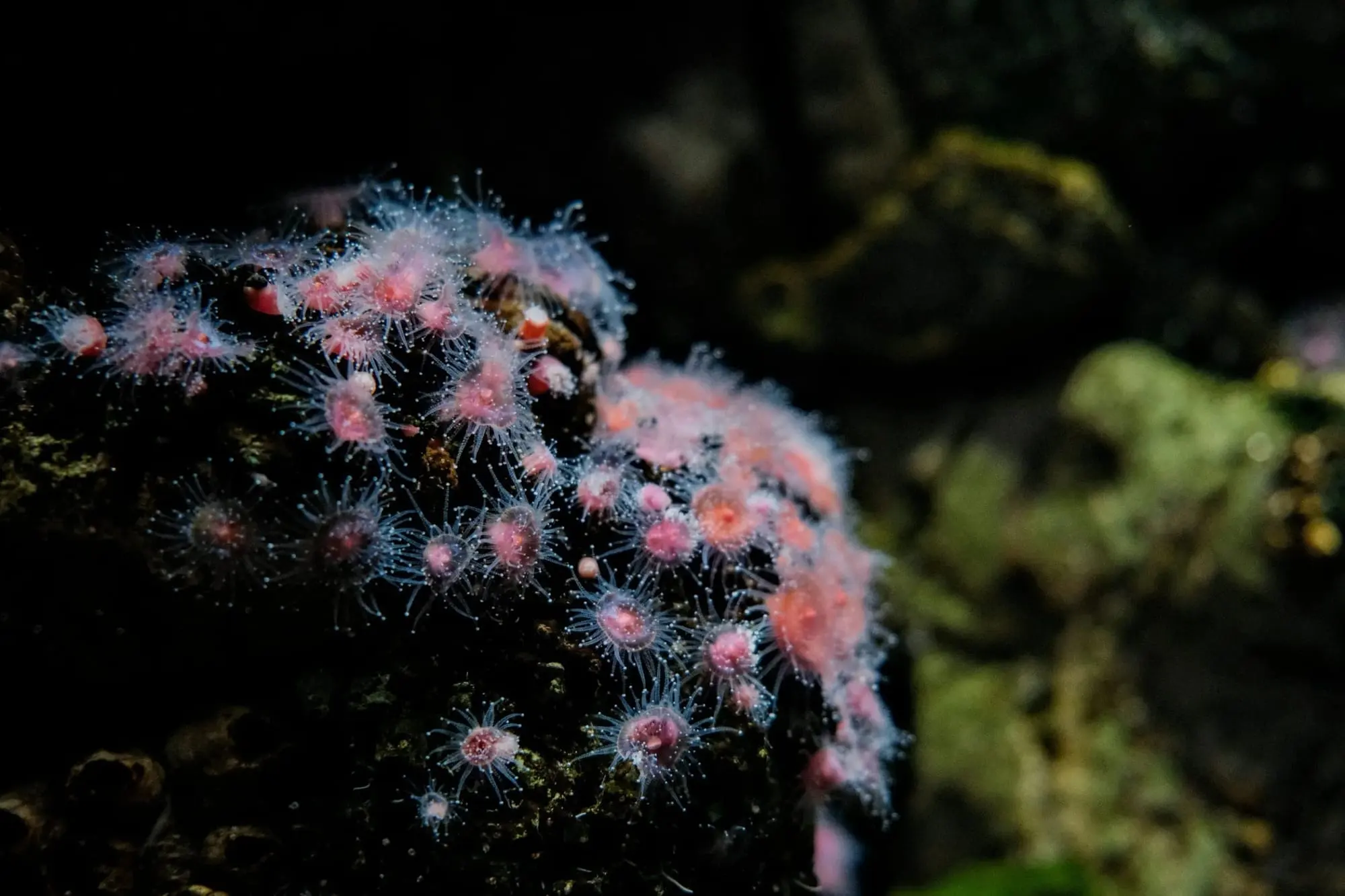 Sunlit underwater reef scene.