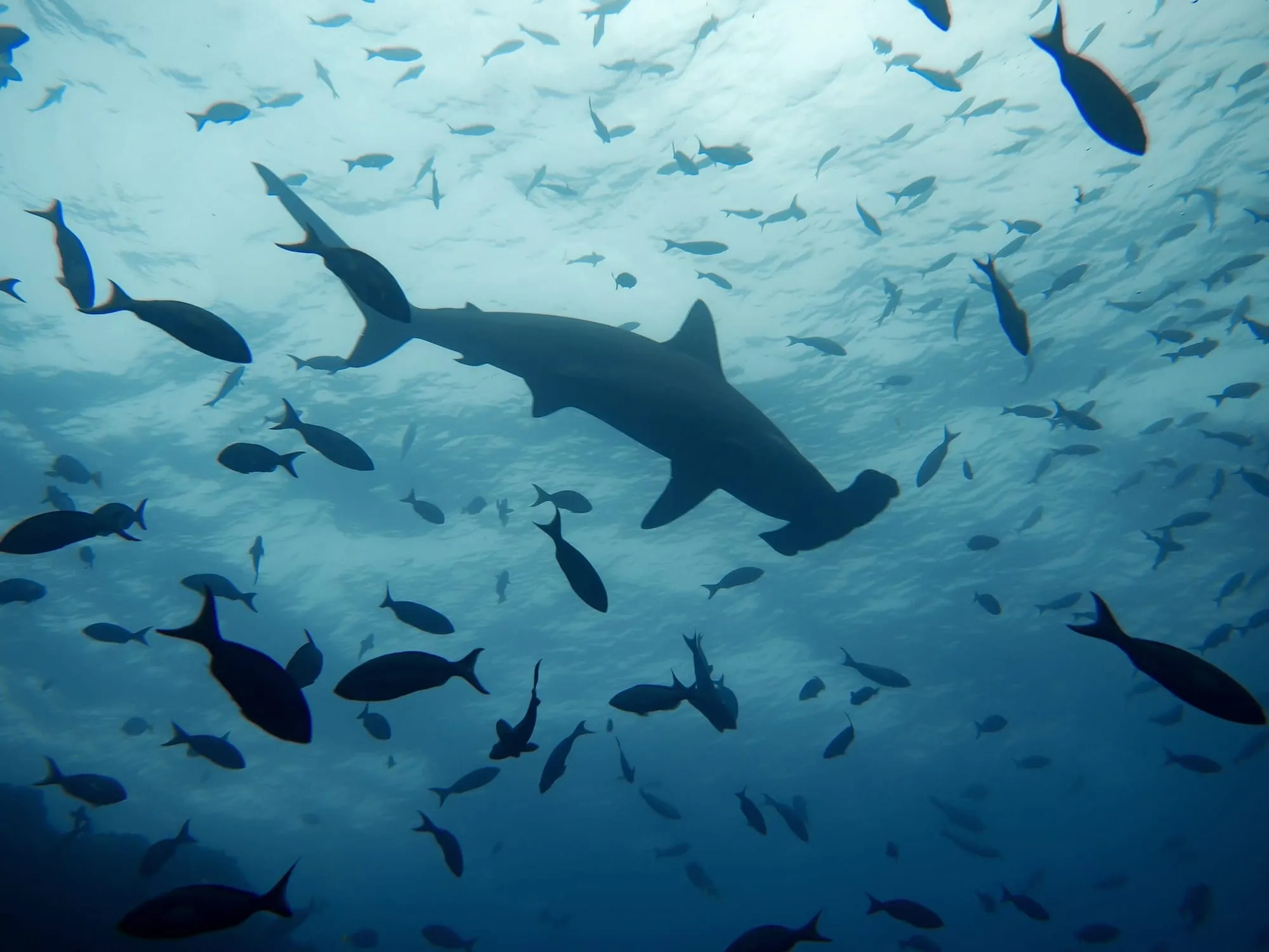 7. Hammerhead Sharks Have 360 degree vision! Hammerhead sharks have eyes on the edges of their cephalofoils, enabling them