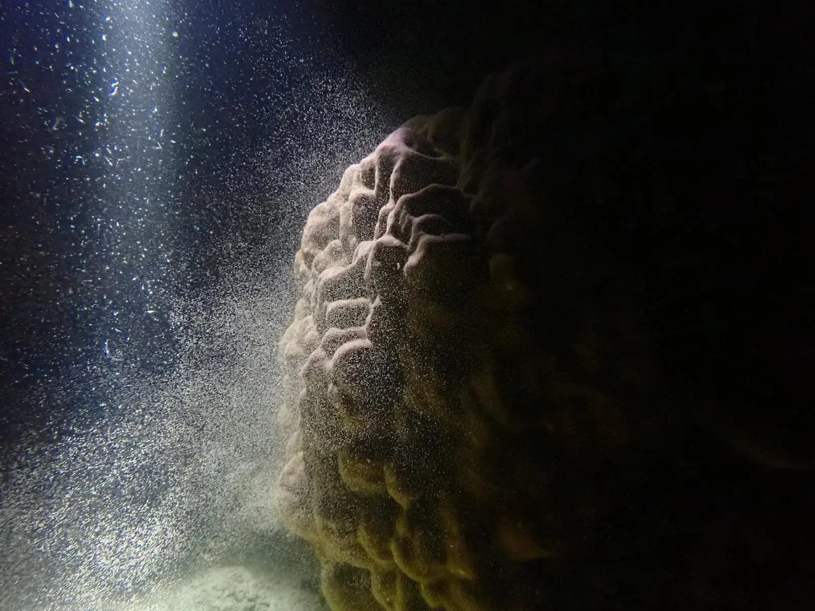 Coral spawning observed at night.